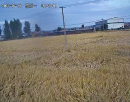 黑龙江某地区使用开宁慢直播摄像机直播记录水稻种植生长情况