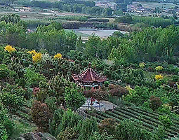 山东日照小满茶用开宁慢直播摄像机直播茶树生长