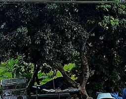 开宁慢直播球机唤醒广东原生态农庄活力