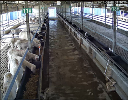 内蒙古养殖场携手开宁慢直播筑牢消费信任