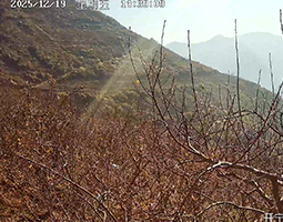 开宁4G高清慢直播赋能四川雅安苹果种植园品牌升级与种植可视化